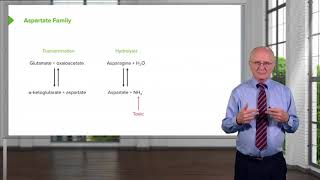 Aspartate Family amp Asparagine Metabolism [upl. by Edac]