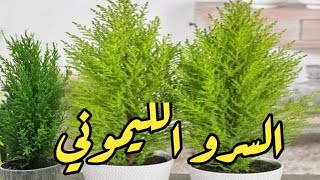 كل ماتريد معرفته عن نبات السرو الليموني Cupressus macrocarpa [upl. by Melicent555]