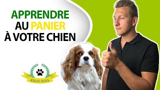 Comment apprendre au panier RAPIDEMENT à un chien [upl. by Kono219]