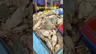 At the hawkers market right now seafood fish biggfish shorts [upl. by Beghtol]