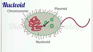 nucleoid  nucleoid animation  nucleoid in bacteria [upl. by Silverstein314]