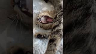 A cat laying on its back with its paws up cats pets kitten cutecats shortvideo shortsfeed [upl. by Nahallac]