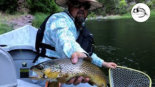 Throwing Dry Flies on the Green River  BROWN TROUT [upl. by Nahum]