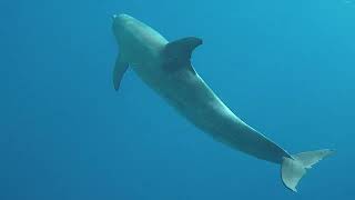 Freediving with a Dolphin at Blue Hole Dahab  One Breath Freediving  AMAZING [upl. by Annaiv]