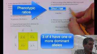 Punnett Square Sample Problem [upl. by Ailed]