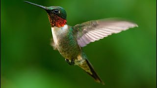 Hummingbird feeding in slow motion [upl. by Unni]