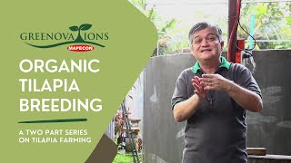 ORGANIC TILAPIA BREEDING  A Two Part Series on Tilapia Farming PART 1 [upl. by Liatris118]