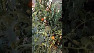 Update Tomato Plant Black Cherry and Big Rainbow Summer 2024 [upl. by Jenilee533]