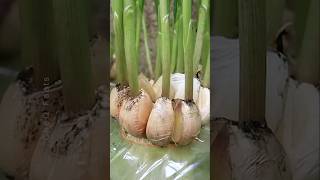 How to Grow Garlic at Home Using Plastic Bottles plants shorts farming [upl. by Rudelson815]