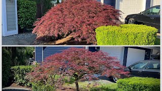 Before and After pruning a Japanese laceleaf Maple in Monroe acerpalmatum japanesemaple [upl. by Anawd365]