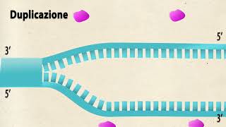 Come avviene la duplicazione del DNA tratto da Scopriamo la biologia [upl. by Ajani]