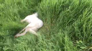 Borzoi playing [upl. by Beverlee]