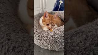 Ginger tabby cat eating dreamies gingercat tabbycat dreamies [upl. by Sokram210]