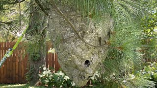 Amazing Giant Hornet Nest Removal using drione dust [upl. by Eglantine482]