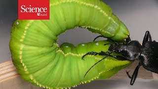 Watch this caterpillar fling its beetle attacker through the air [upl. by Eillam]