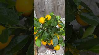 GROWING CALAMONDIN ORANGE IN THE UK [upl. by Bax]