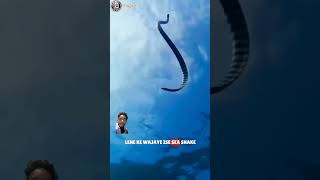 Duniya ka sabse khatarnak snake 🐍 amazingfacts snake factsinhindi animals knowledge allfacts [upl. by Trisha]