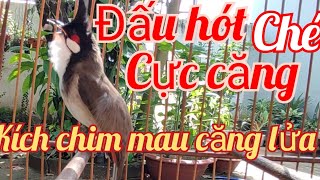 ĐẤU HÓT CHÉ QÚA HAY  kích chim mau căng lửa  luyện giọng chào hót sáng [upl. by Lamak]