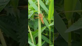 A vivid orange teneral Scarce Chaser [upl. by Loleta]