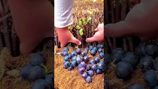 Revolutionizing Grape Propagation Discover the Technology Behind Nursery Grape Production [upl. by Skerl662]