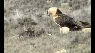 A bearded vulture eating Gypaetus barbatus lammergeier gypaète barbu [upl. by Jeffy]