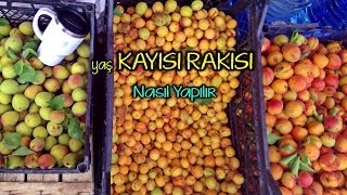 Yaş Kayısı Rakısı Nasıl Yapılır [upl. by Sonni315]