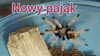 Unboxing paczki  Chromatopelma Cyaneopubescens 🇻🇪 [upl. by Dibri]