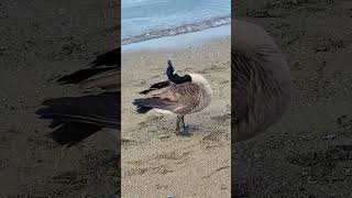 Goose at the beach cleaning his feathers 🪶 birds bird park nature wildlife beach goose [upl. by Treborsemaj168]