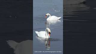 A Pair Of Mute Swans shorts swan molting [upl. by Jeanelle]