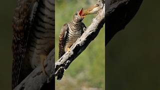 brood parasitismA common cuckoo chick is feeding by reed warbler adult [upl. by Aihpled]