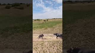 Bison protects its cub and intercepts a lion This action is amazing Animals compete in combat [upl. by Nirak]