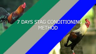 7 Days Stag Conditoning Method [upl. by Sheffie]