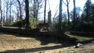 Manny video at the Zoo [upl. by Freda]