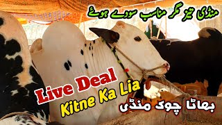 Kitne Ka Lia Live Deal  Bhatta Chowk Mandi Latest Update 18 June 2023 [upl. by Merrow]