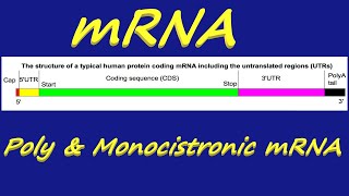 mRNA  Messenger RNA  RNA  Polycistronic amp Monocistronic mRNA [upl. by Arot]