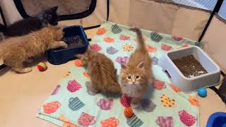 6 week old Maine Coon kittens Kleos Kittens with Anas Baby playing [upl. by Helaine727]