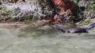 CORMORANO ADULTO nel momento della caccia alle trote e ne CATTURA una sul TORRENTE LENO TRENTINO [upl. by Namilus]