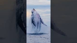 Whale🐋 jumps out of water shorts whale sea travel [upl. by Enehpets]