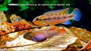 Congochromis sp aff sabinae quotGreen Specklequot wild [upl. by Entroc]