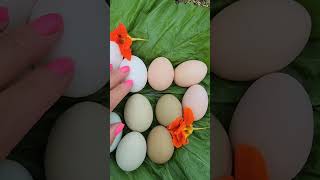 Chicken breed egg colors amp size comparison chickens coop homestead eggs hens growyourownfood [upl. by Woodrow187]