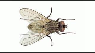 LIFE HISTORY OF HOUSEFLY MUSCA DOMESTICA ZOOLOGY GM MOMIN WOMENS COLLEGE [upl. by Prosperus155]