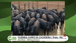 NOVILHADA ANGUS DE “TIRAR O CHAPÉU” FAZ PECUARISTA MINEIRO TER MAIOR BÔNUS DO MERCADO [upl. by Rausch]