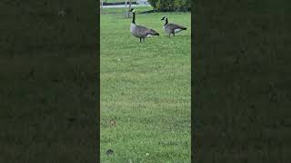 Geese grazing in the grass short birdwatching goose [upl. by Llehcear888]