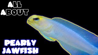 All About The Yellow Head Jawfish or Pearly Jawfish [upl. by Afrika]