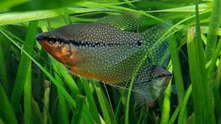 The Pearl Gourami  Peaceful Centrepiece Fish for the larger aquarium [upl. by Garibold]