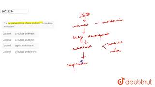 The casparian strips of root endoderm contain a mixture of [upl. by Akilat700]