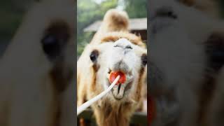 Have you ever seen a camel eating a carrot zoo animalkingdom thebearwentoverthemountain [upl. by Kerwinn]