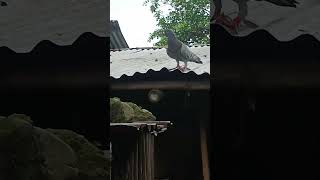 jesperlofttv pigeon birds kalapatids kalapati [upl. by Elleynod]