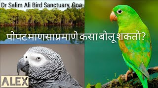 पोपट माणसाप्रमाणे कसा बोलू शकतो  Dr Salim Ali Bird Sanctuary Goa  बोलणारा Alex पोपट  Popat [upl. by Pooi]