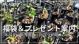 【福袋＆プレゼント】多肉塊根植物福袋販売開始しました！内容とプレゼントキャンペーンのご案内 [upl. by Oznol]